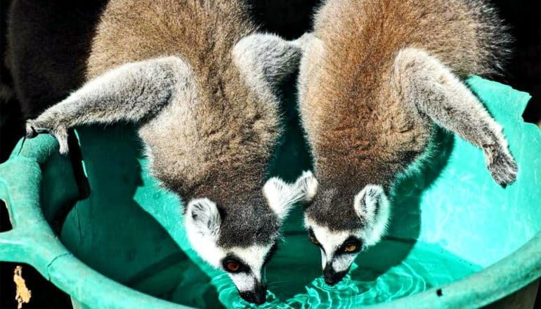 Two lemurs lean into a green basic to drink water