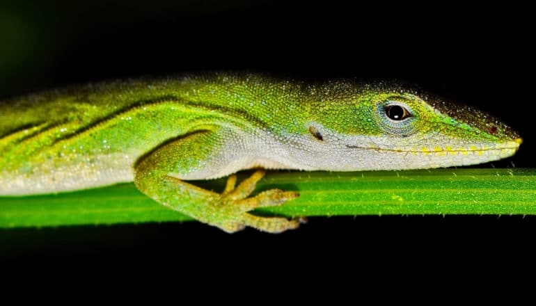 green lizard lies flat on branch