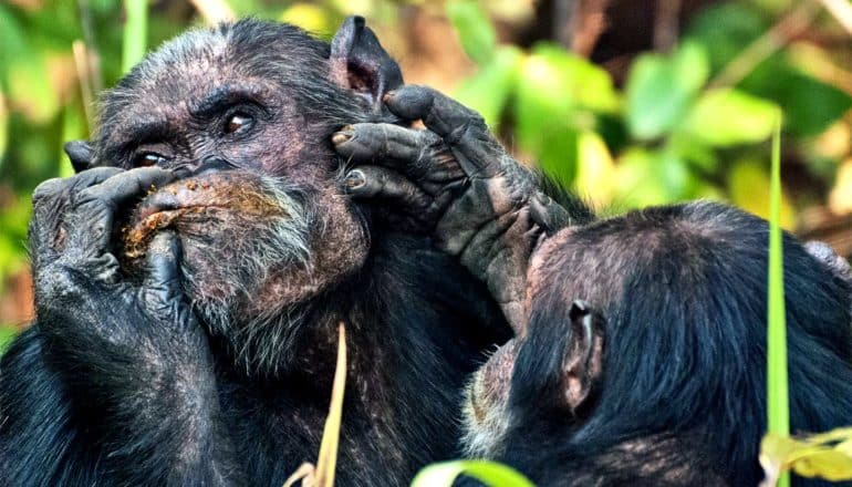 A male chimpanzee grooms another's face, which is covered in food