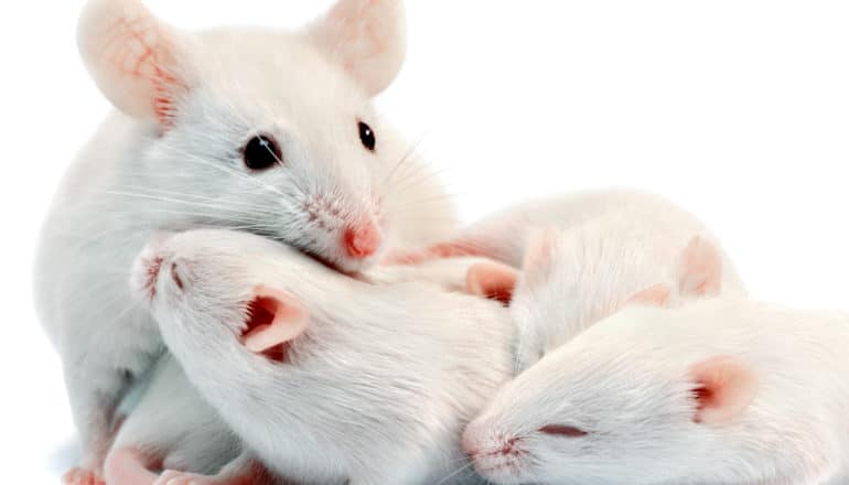 A mouse mother with her pups on a white background