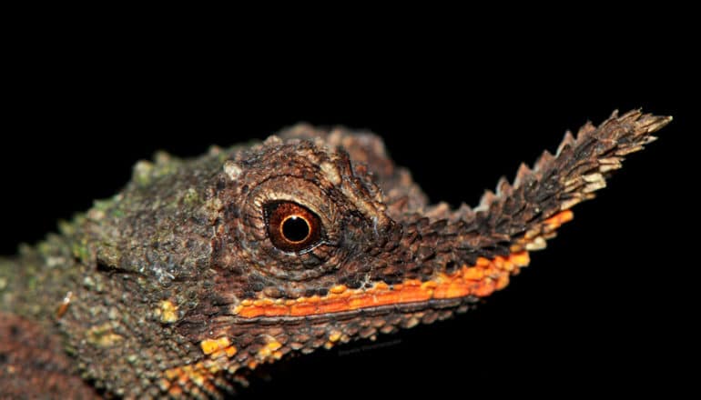 face of horn-nosed lizard that looks like it's wearing red lipstick