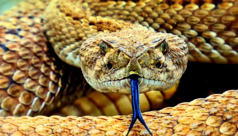 A coiled yellow rattlesnake looks at the camera and sticks out its blue tongue