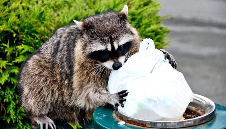 A raccoon pulls a full plastic bag from a trashcan next to a sidewalk