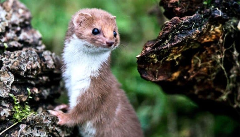 A brown weasel with a white belly leans on a rock and looks over its shoulder