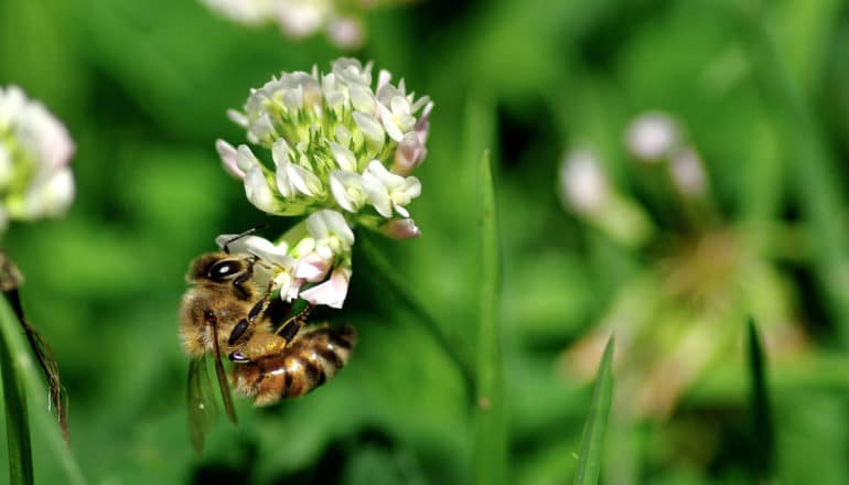 white clover flower with bee