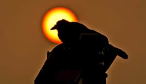 A crow stands on a streetlight with its head silhouetted by the orange sun