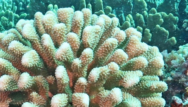 A white coral underwater