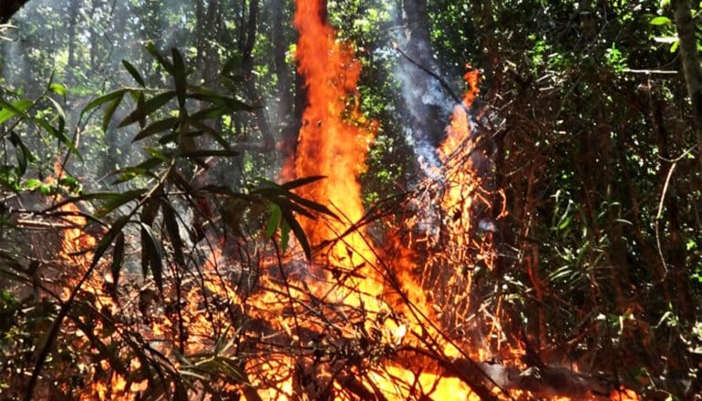 Fire in the Amazon rainforest climbs a tree trunk