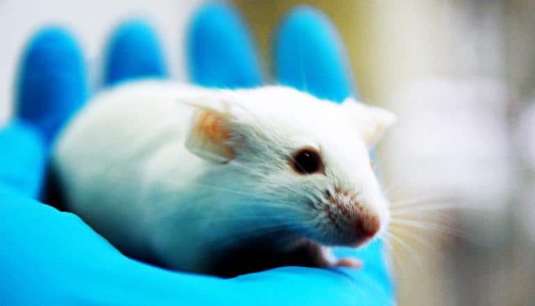 A researcher wearing a blue glove holds a white lab mouse