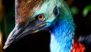 angry cassowary eye