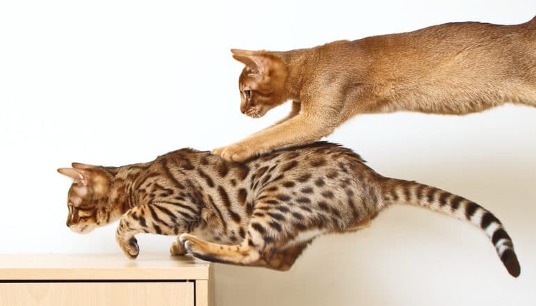 two cats, one brown, the other spotted, leap onto a table