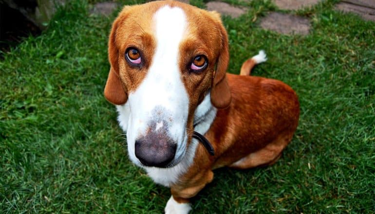 A dog looks sadly up at the camera while sitting on grass