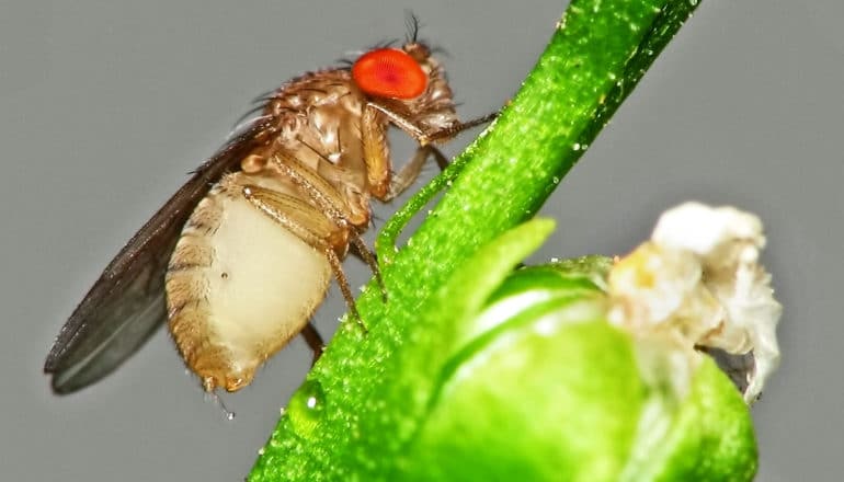 A fruit fly walks on a green plant's stalk