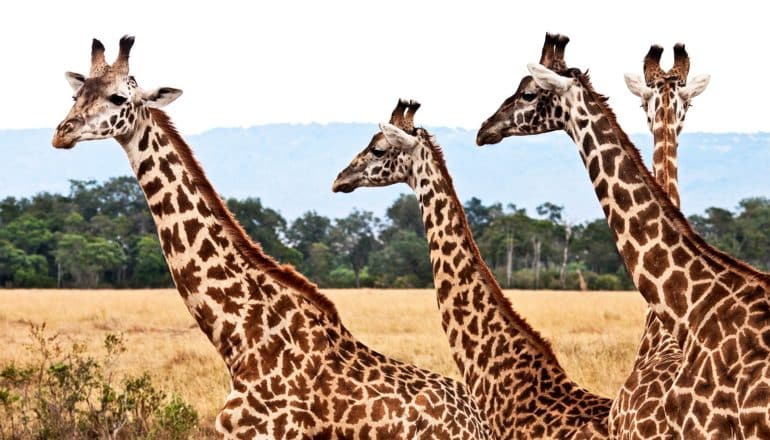 Several giraffes walk across a plain together with a forest and mountains in the background