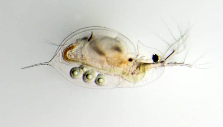 translucent water flea with various innards