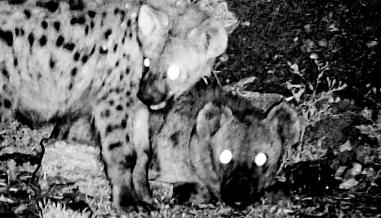 Two hyenas at night with their eyes glowing white