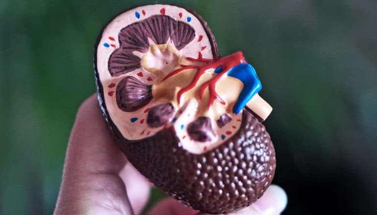 A person holds a model kidney in their hand