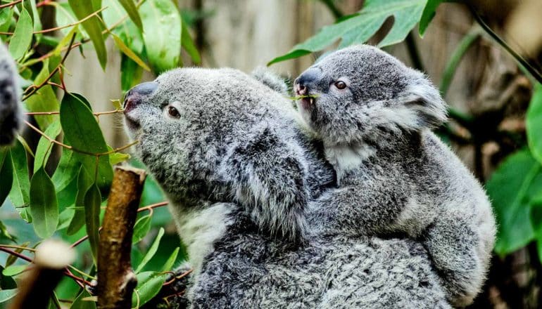 A koala carries its joey on its back as they both eat green leaves