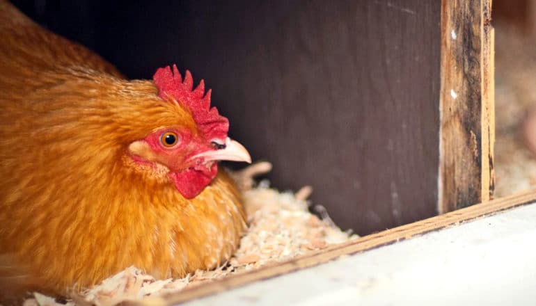 hen in nest box