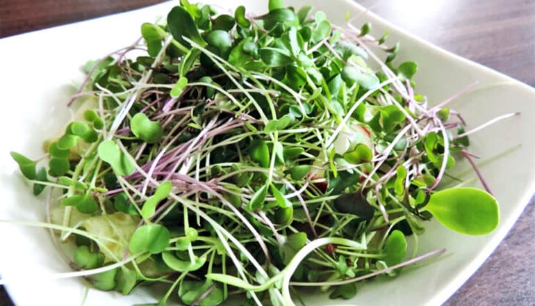 A square white plate is covered in microgreens, with green leaves and thin purple stalks