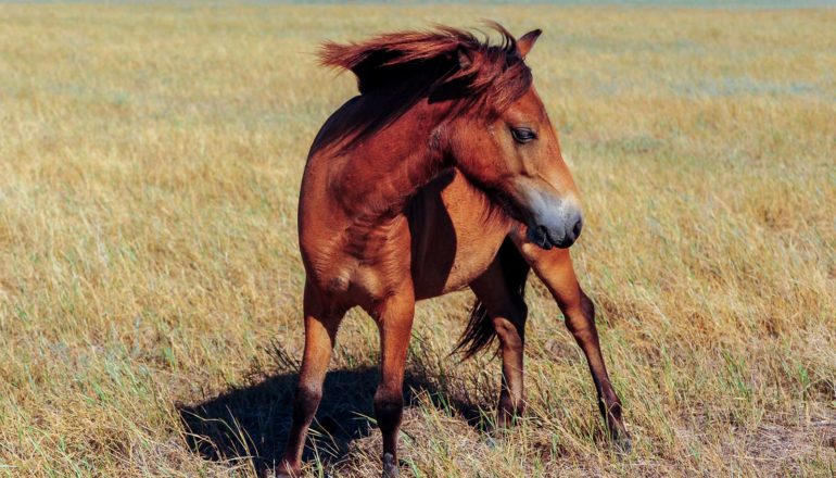 feral horse in field