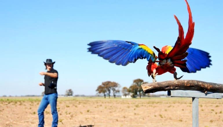 A macaw parrot leaps from a perch, flying toward the trainer dressed in a black hat, black shirt, and jeans