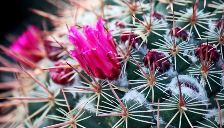 A cactus with a large pink flower