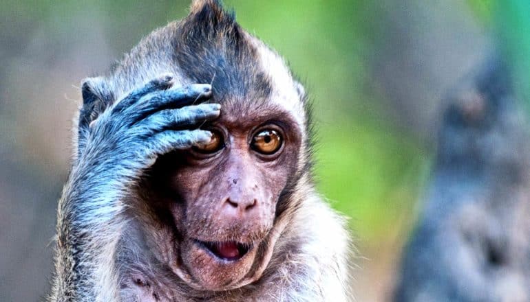 A monkey touches its forehead with what looks like a surprised expression on its face