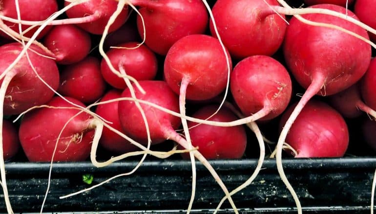 Bright red radishes in a black bucket