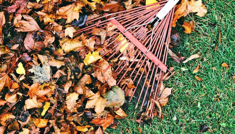 A red rake moves over fallen leaves on green grass