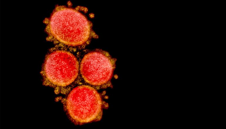 Transmission electron micrograph of SARS-CoV-2 virus particles, isolated from a patient, show up red on a black background