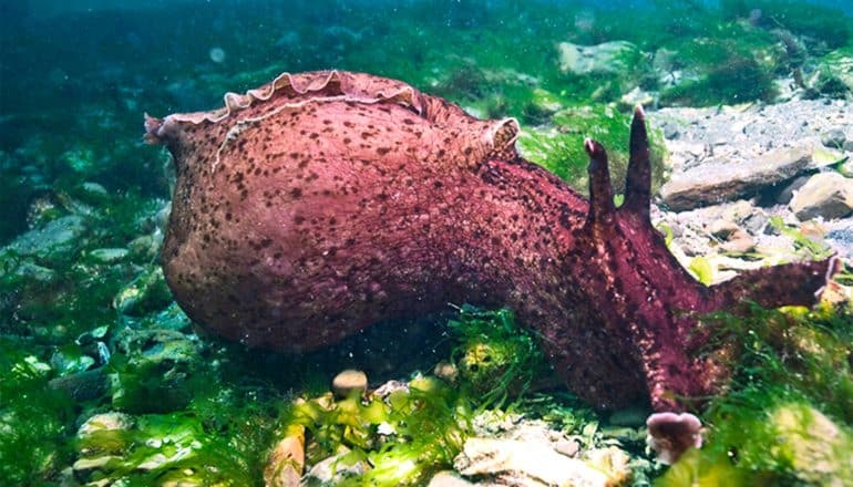 A reddish sea slug moves over rocks and seaweed on the floor of a tank