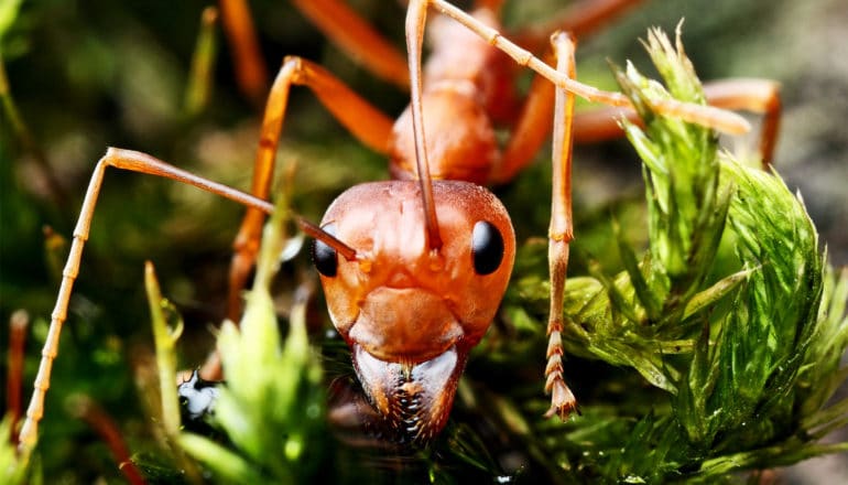 A super close up shot of a red colored ant on some leaves