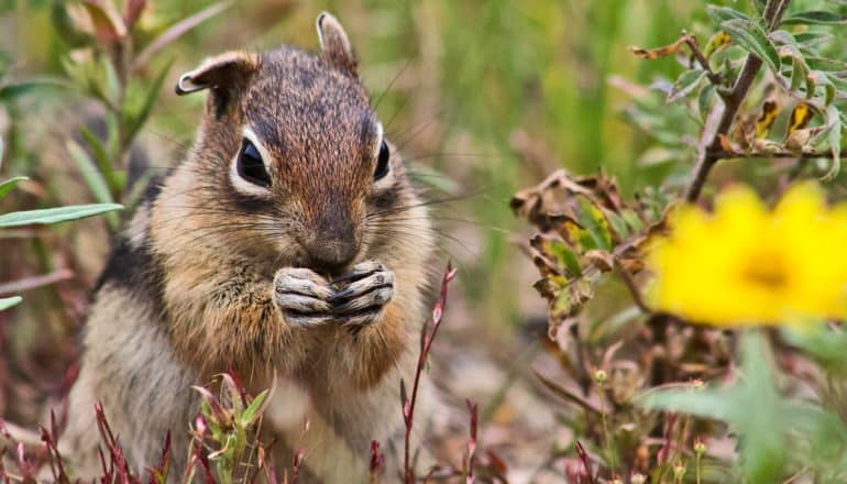 squirrel holds hands to muzzle