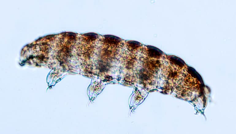 A brown and clear tardigrade against a light blue background