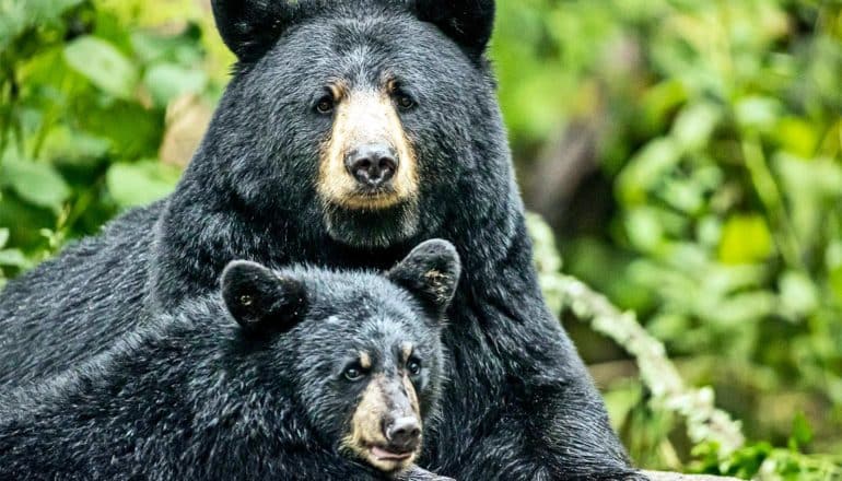 A black bear and her cub in front of some trees