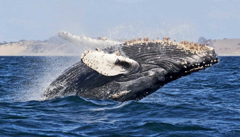 A whale covered in barnacles breaches from the water