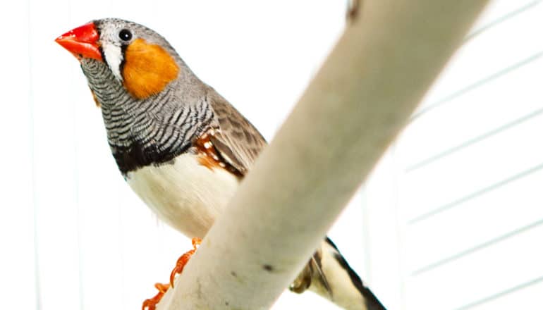 A zebra finch on standing on a perch inside a cage with a white background