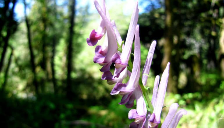 purple flowers on stalk