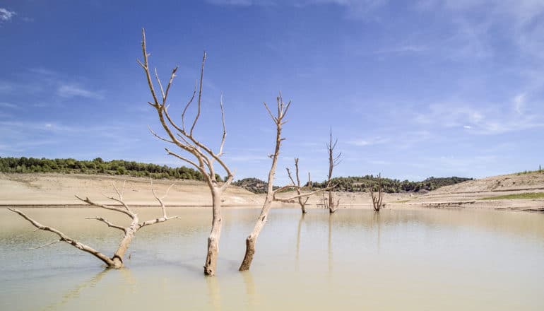 snags stick out of gray water in barren landscape