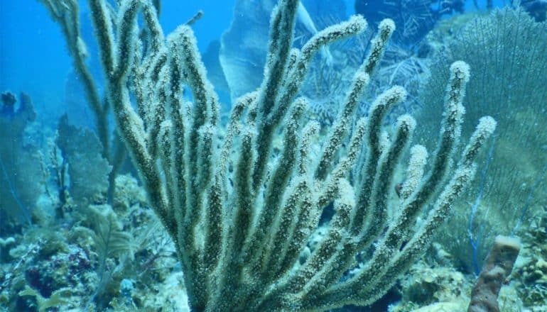 An underwater shot of the P kükenthali coral shows its thin branches coming from a single stem