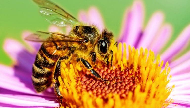 A honey bee stands on a yellow and pink flower