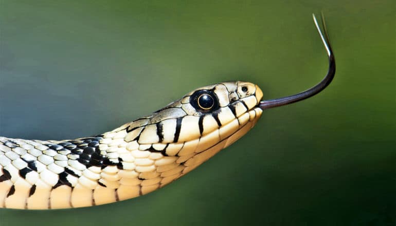 A yellow and black snake in profile sticks its black tongue out