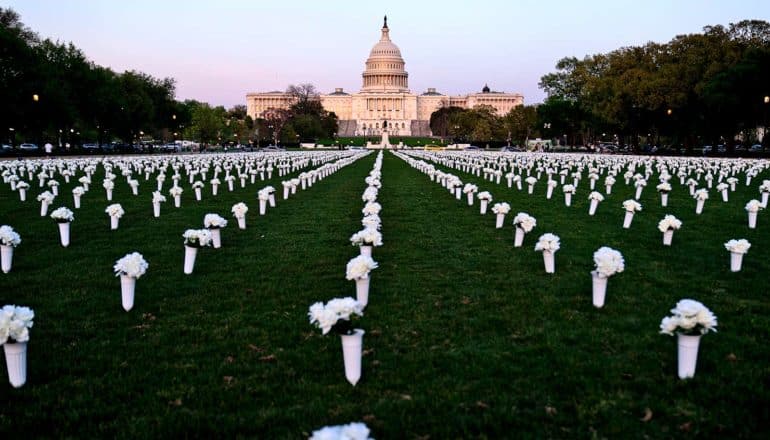 white flowers in rows on national mall