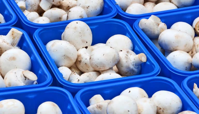 Many white mushrooms in small blue containers in rows