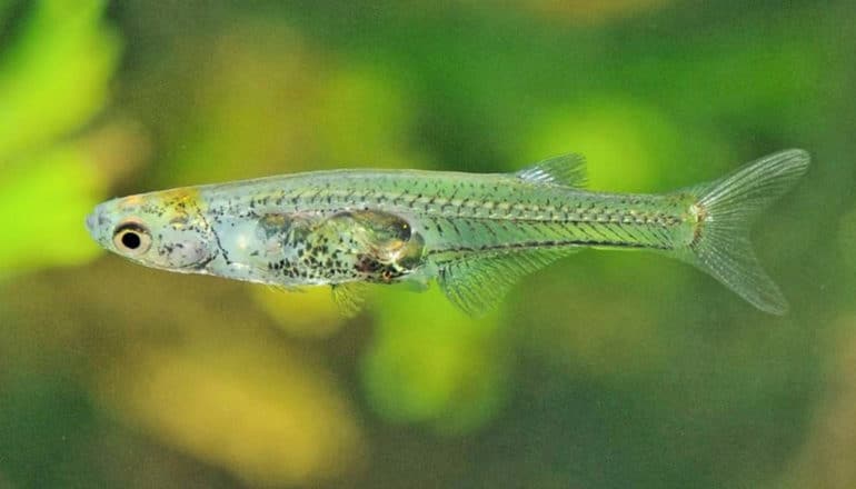 The new fish species is almost translucent, with light yellow, blue, and purple coloration