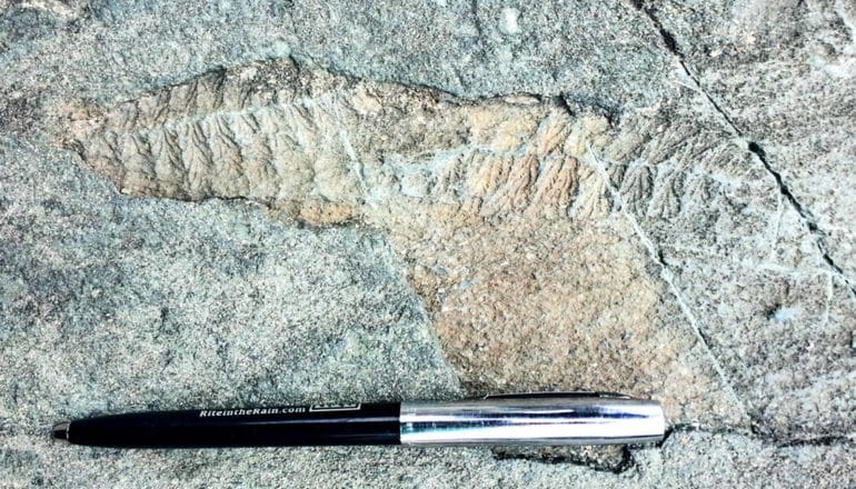 A pen sits next to a fossil in stone for size comparison, with the fossil about the length of a pen