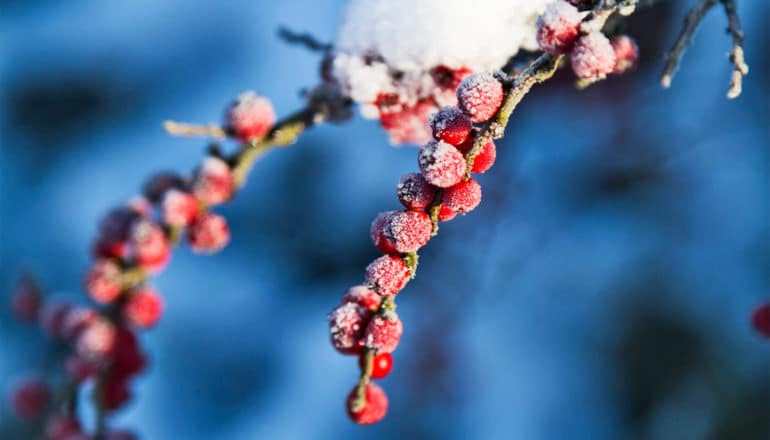 A tree with red berries has frost and snow on it against a cold blue background