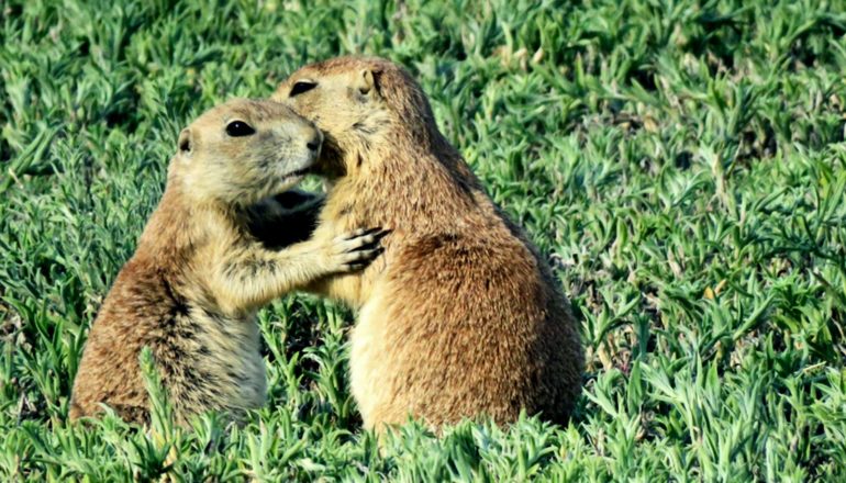 Two prairie dogs "kiss" each other on the cheek in a field of green