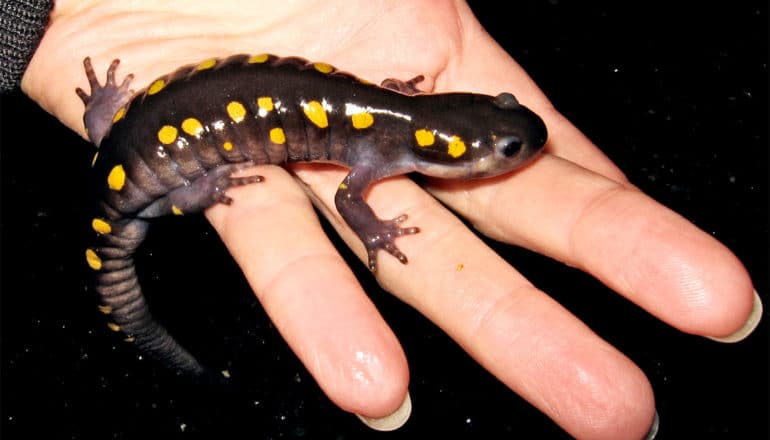 A brown salamander with yellow spots crawls onto a woman's hand